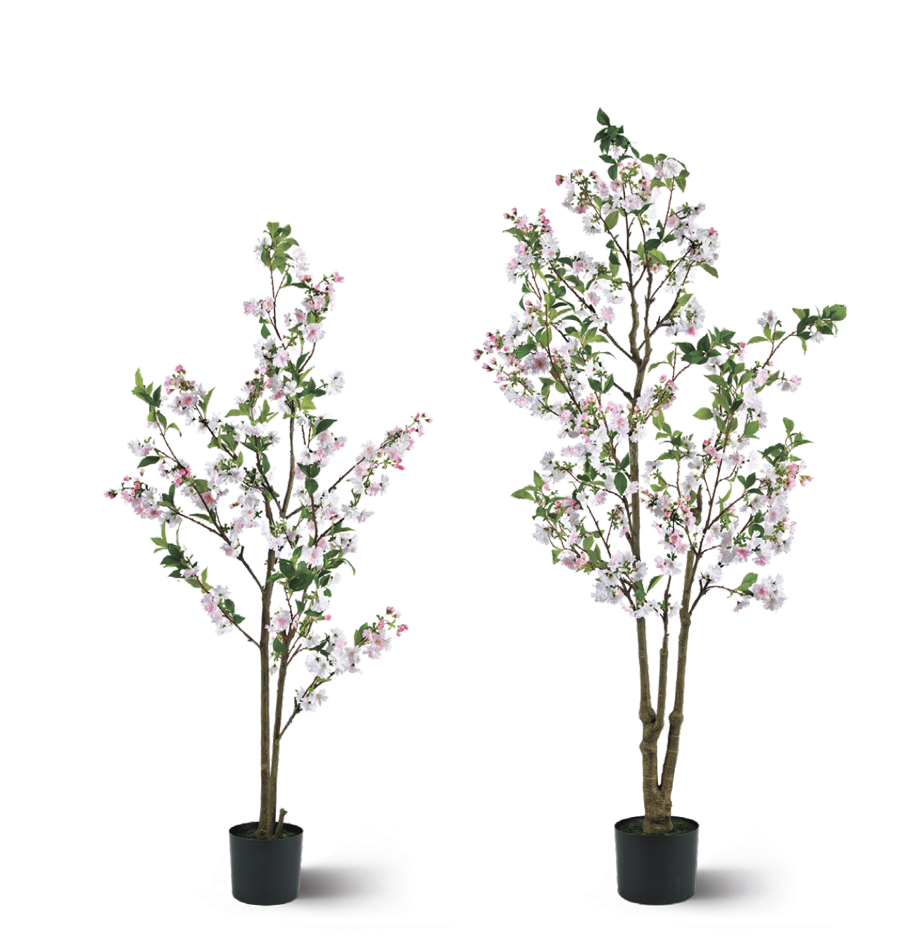 Яблоня EDG Enzo De Gasperi Арт.2100642A150