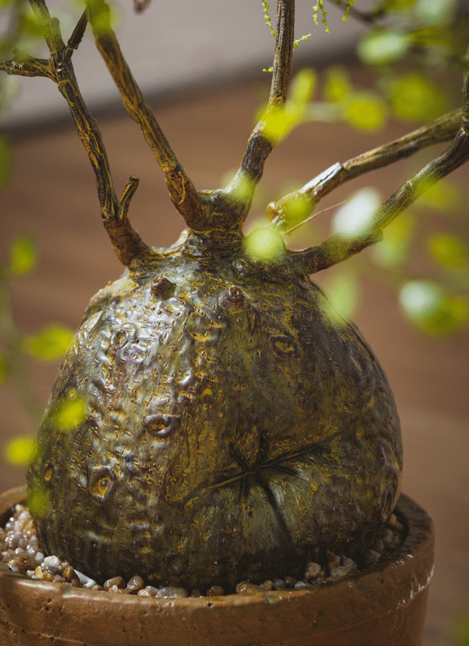 Мюленбекия EDG Enzo De Gasperi Арт.2300488A700