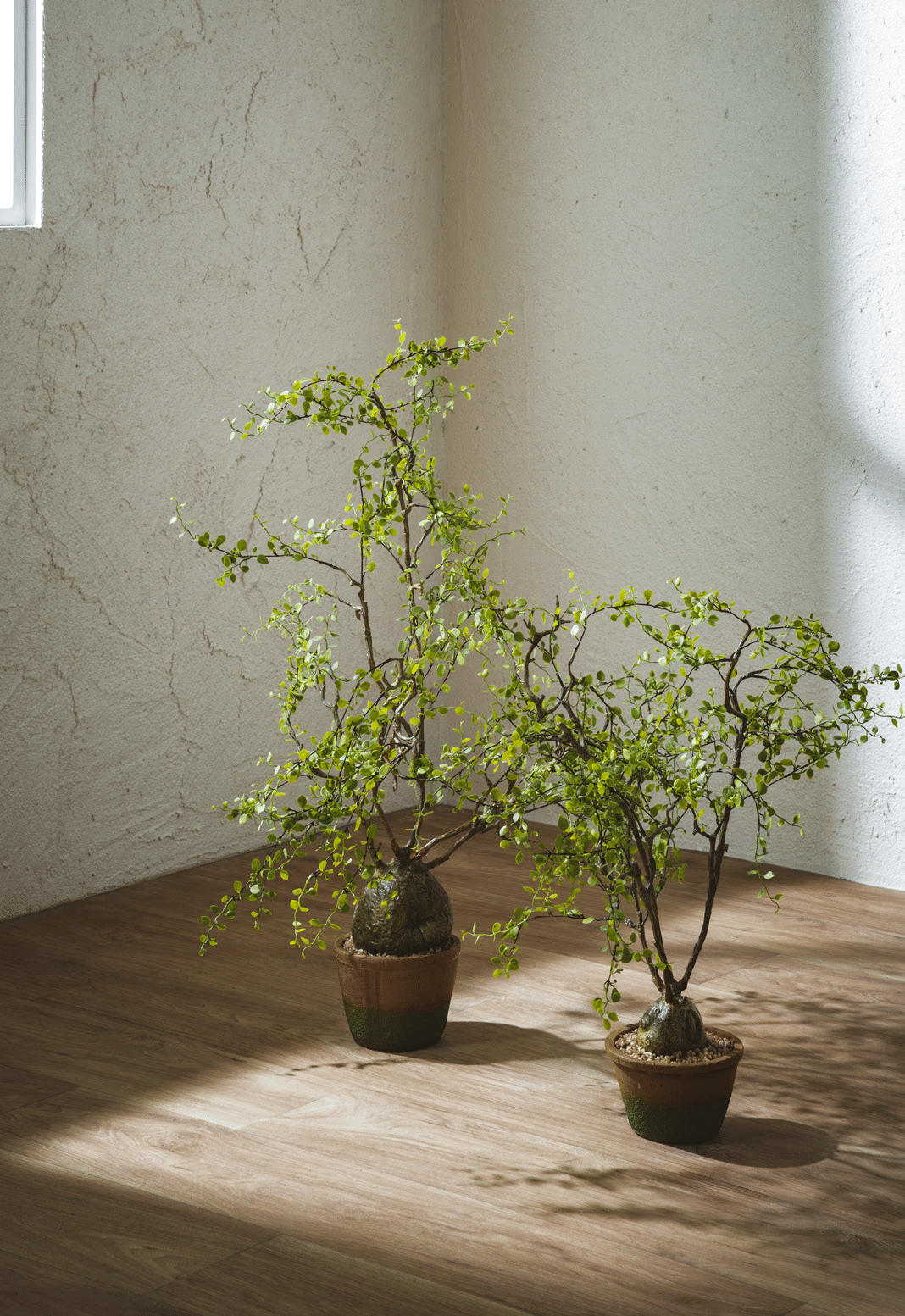 Мюленбекия EDG Enzo De Gasperi Арт.2300488A700