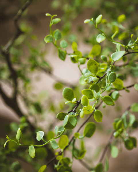 Мюленбекия EDG Enzo De Gasperi Арт.2300488A700