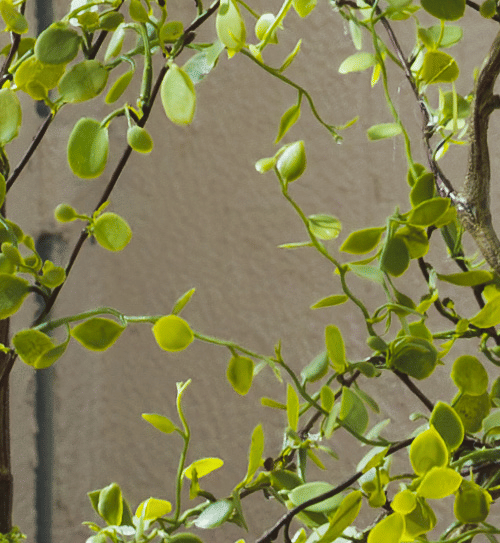 Мюленбекия EDG Enzo De Gasperi Арт.2300489A700