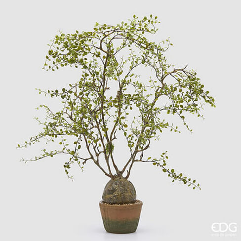 Мюленбекия EDG Enzo De Gasperi Арт.2300489A700