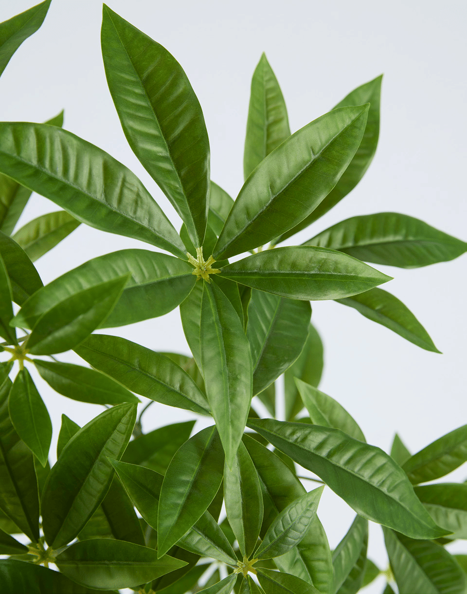 Пахира EDG Enzo De Gasperi Арт.2300505A700