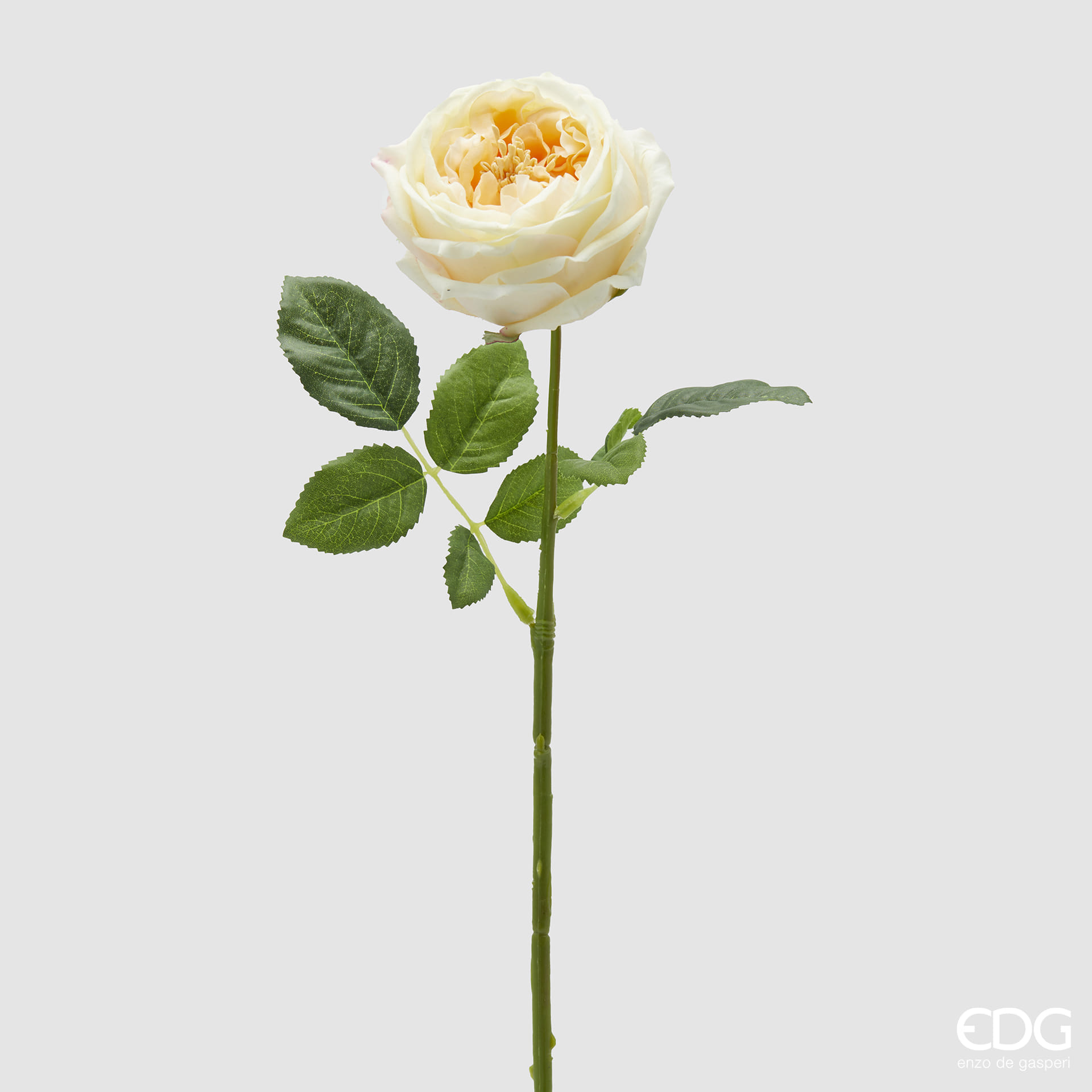 Роза EDG Enzo De Gasperi Арт.2100305A114