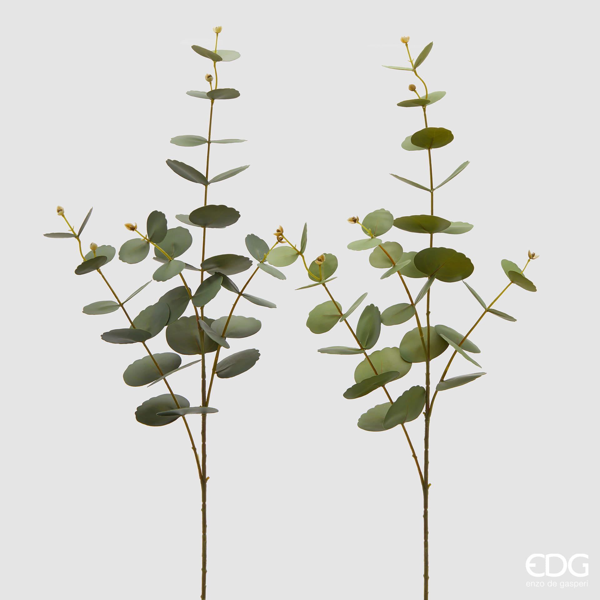 Эвкалипт EDG Enzo De Gasperi Арт.2300385A799