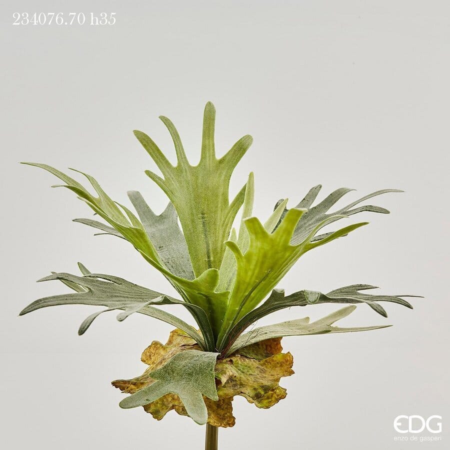 Платицериум EDG Enzo De Gasperi Арт.234076,700