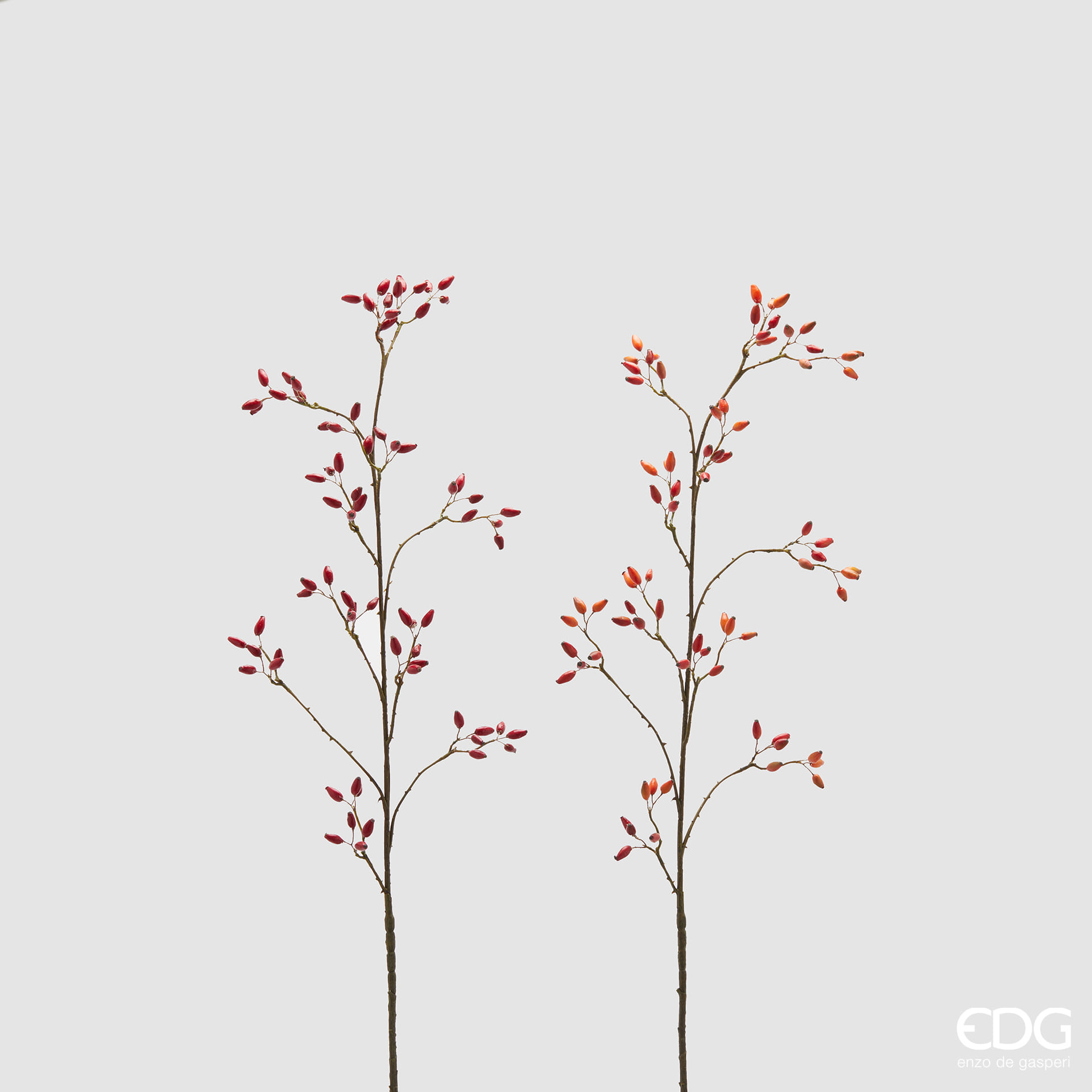 Шиповник EDG Enzo De Gasperi Арт.2500100A400