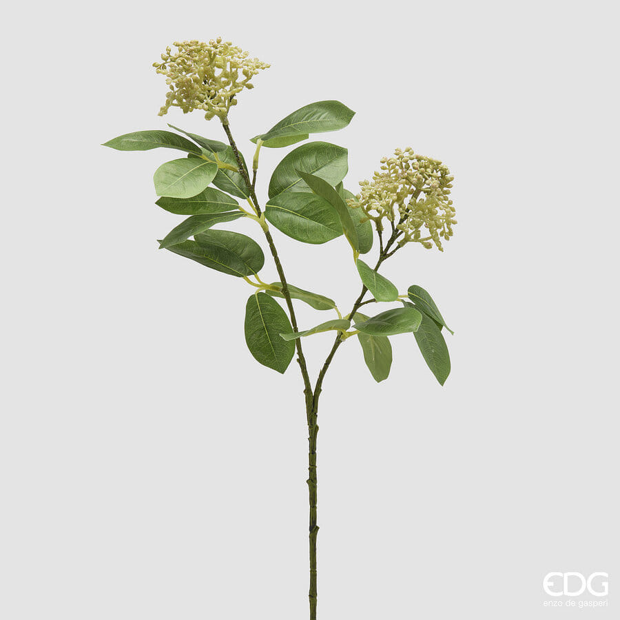 Скимия EDG Enzo De Gasperi Арт.2300500A700