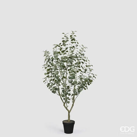 Эвкалипт EDG Enzo De Gasperi Арт.2300433A700