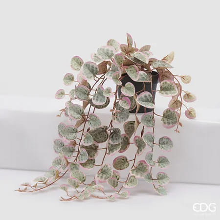 Церопегия EDG Enzo De Gasperi Арт.2300115A775