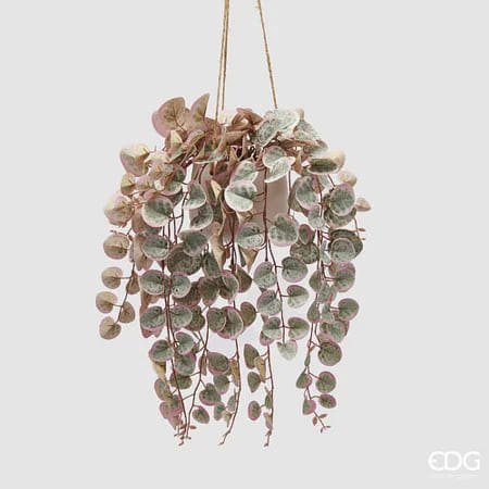 Церопегия EDG Enzo De Gasperi Арт.2300116A775