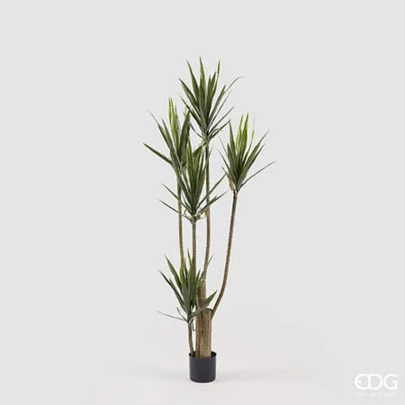 Юкка EDG Enzo De Gasperi Арт.2300624A772