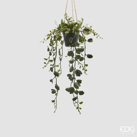 Баугиния EDG Enzo De Gasperi Арт.2300325A700