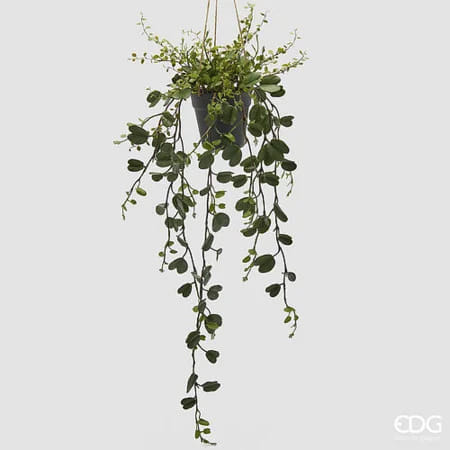 Баугиния EDG Enzo De Gasperi Арт.2300326A700