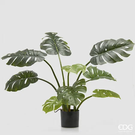 Монстера EDG Enzo De Gasperi Арт.2300417A700