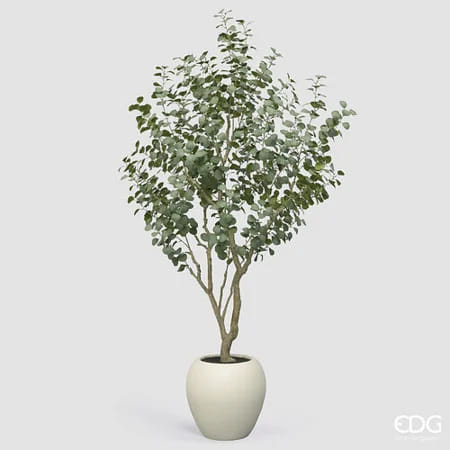 Эвкалипт EDG Enzo De Gasperi Арт.2300432A700