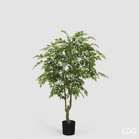 Фикус Бенджамина EDG Enzo De Gasperi Арт.2300438A700