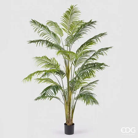 Пальма Арека EDG Enzo De Gasperi Арт.2300442A700