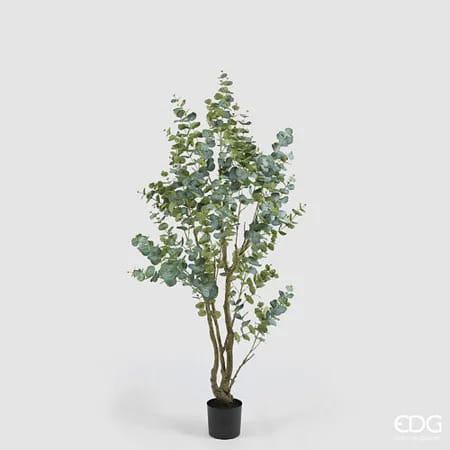 Эвкалипт EDG Enzo De Gasperi Арт.2300445A700