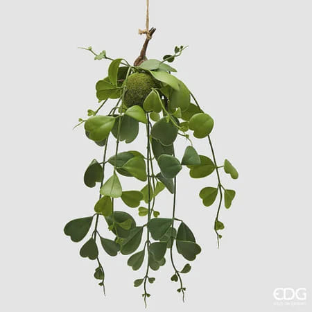 Хойя EDG Enzo De Gasperi Арт.2300478A700