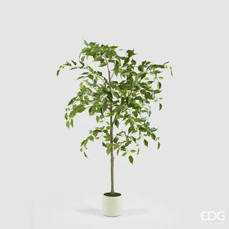 Фикус Бенджамина EDG Enzo De Gasperi Арт.2300494A700