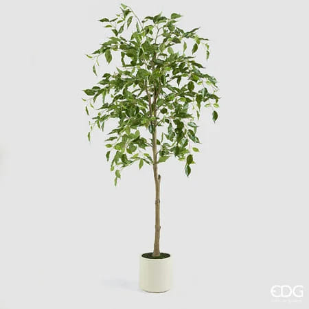 Фикус Бенджамина EDG Enzo De Gasperi Арт.2300493A700