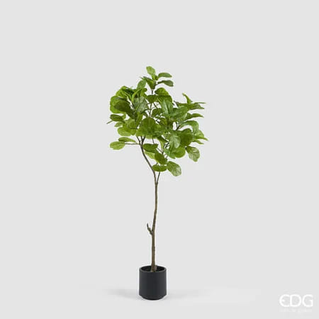 Фикус Лирата EDG Enzo De Gasperi Арт.2300508A700