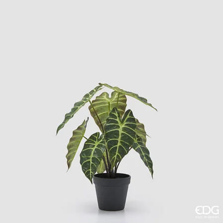 Алоказия EDG Enzo De Gasperi Арт.2300506A700