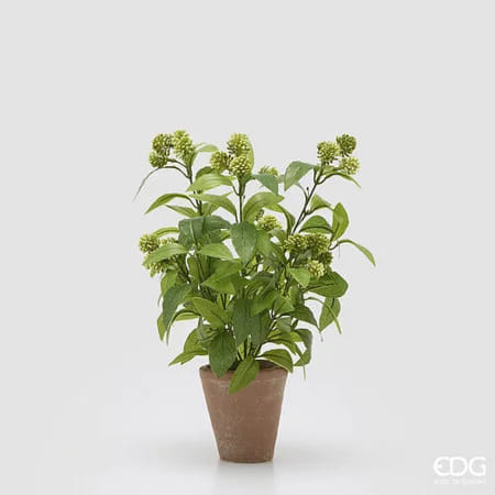 Вибурнум EDG Enzo De Gasperi Арт.2300525A771