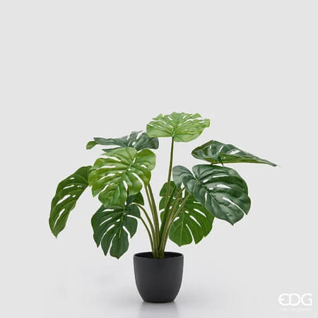 Монстера EDG Enzo De Gasperi Арт.2300541A700