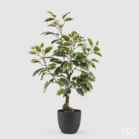 Фикус Бенджамина EDG Enzo De Gasperi Арт.2300542A170