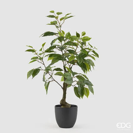 Фикус Бенджамина EDG Enzo De Gasperi Арт.2300542A700