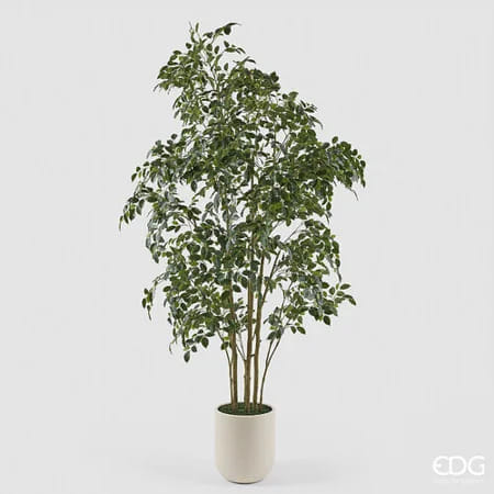 Фикус Бенджамина EDG Enzo De Gasperi Арт.2300547A700