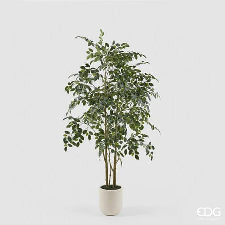 Фикус Бенджамина EDG Enzo De Gasperi Арт.2300549A700