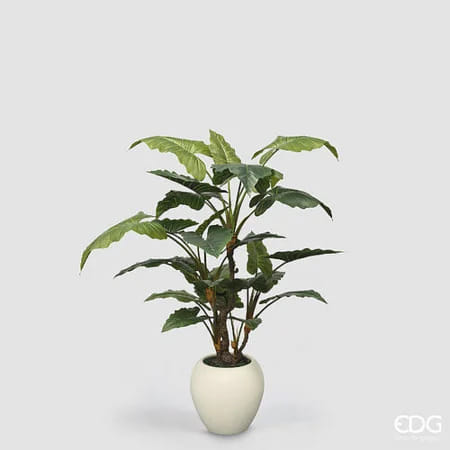 Алоказия EDG Enzo De Gasperi Арт.2300557A700