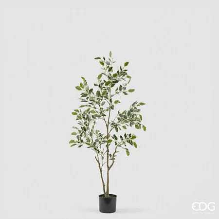 Фикус EDG Enzo De Gasperi Арт.2300558A170