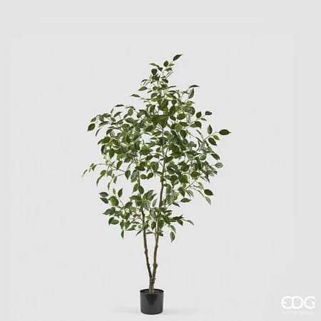 Фикус EDG Enzo De Gasperi Арт.2300559A700