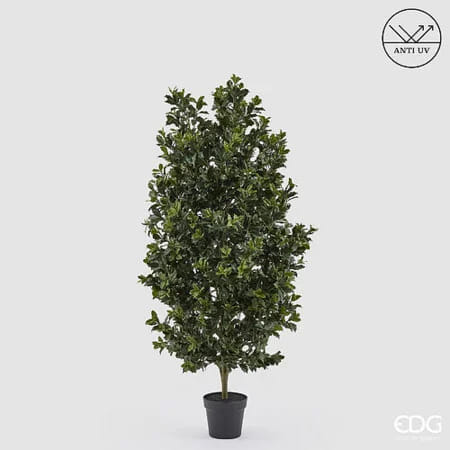Падуб остролистный EDG Enzo De Gasperi Арт.2300564A700