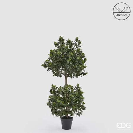 Падуб остролистный EDG Enzo De Gasperi Арт.2300565A700