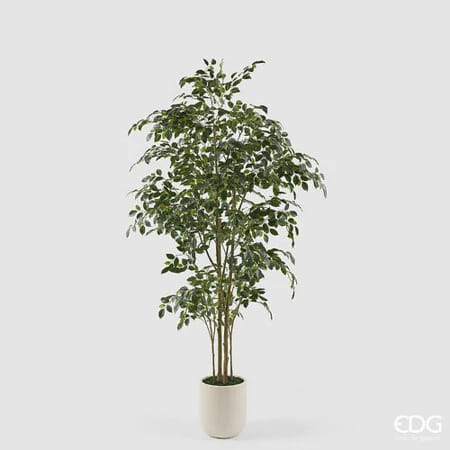 Фикус Бенджамина EDG Enzo De Gasperi Арт.2300548A700