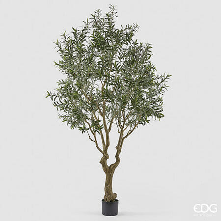 Оливковое дерево EDG Enzo De Gasperi Арт.2300554A700