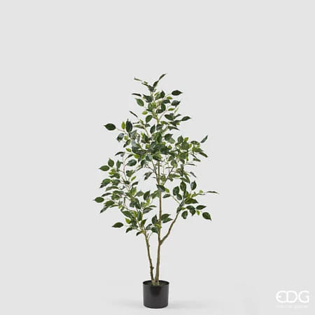 Фикус EDG Enzo De Gasperi Арт.2300558A700