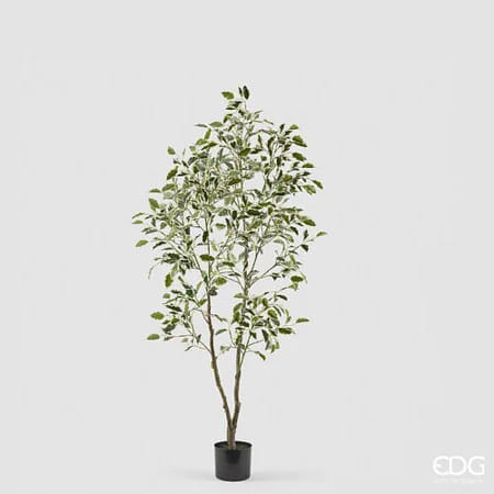 Фикус EDG Enzo De Gasperi Арт.2300559A170