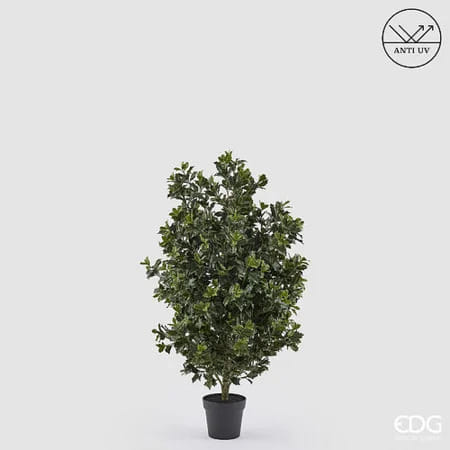 Падуб остролистный EDG Enzo De Gasperi Арт.2300560A700