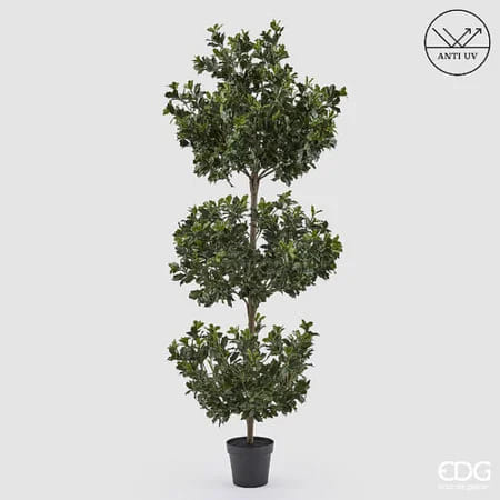 Падуб остролистный EDG Enzo De Gasperi Арт.2300562A700
