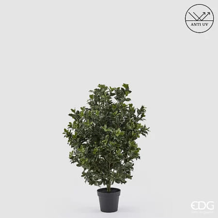 Падуб остролистный EDG Enzo De Gasperi Арт.2300563A700