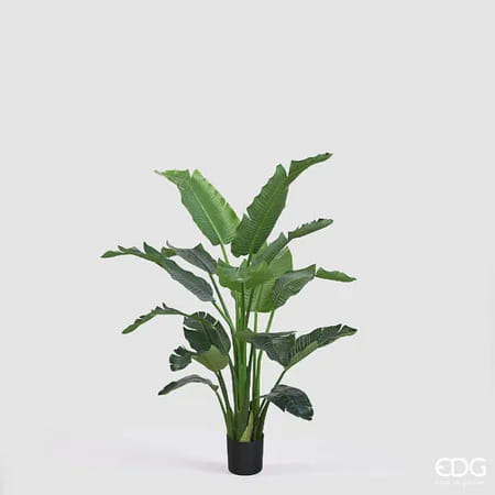 Стрелиция EDG Enzo De Gasperi Арт.2300577A700