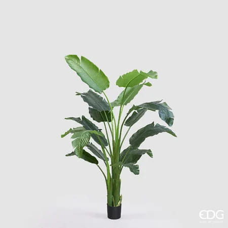 Стрелиция EDG Enzo De Gasperi Арт.2300576A700