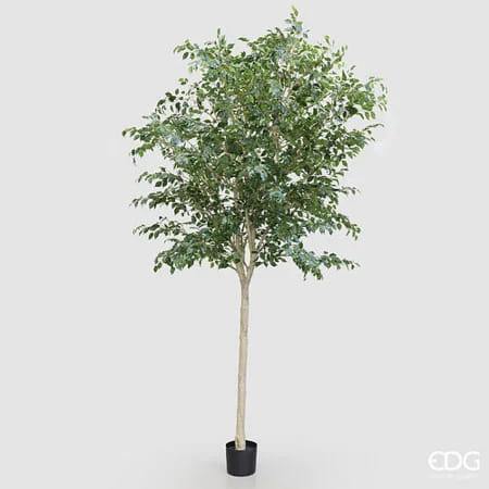 Фикус EDG Enzo De Gasperi Арт.2300573A700