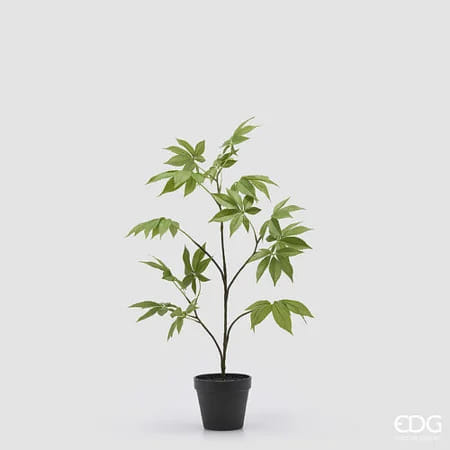 Клен EDG Enzo De Gasperi Арт.2300597A700